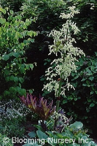 Rheum palmatum v. tanguticum                      