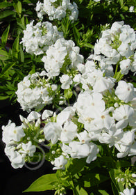 Phlox paniculata 'David'