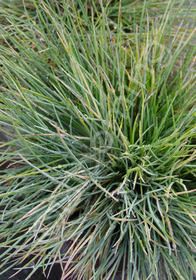 Festuca glauca 'Elijah Blue'