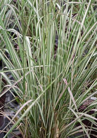 Calamagrostis x acutiflora 'Avalanche'