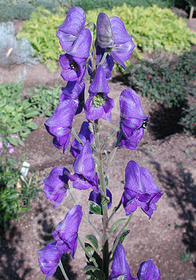 Aconitum carmichaelii 'Barker's Variety'