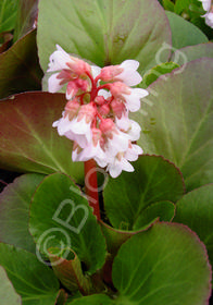 Bergenia hybrida 'Baby Doll'