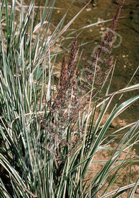 Calamagrostis x acutiflora 'Overdam'