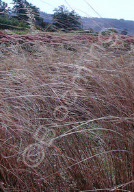 Carex buchananii 'Red Fox'