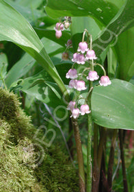 Convallaria majalis 'Rosea'