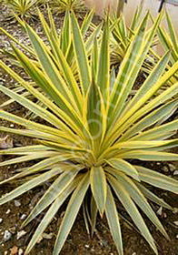 Yucca gloriosa var. recurvifolia 'Bright Star'
