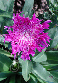 Stokesia laevis 'Honeysong Purple'