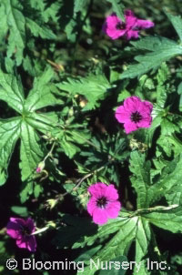 Geranium psilostemon                              