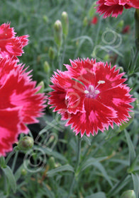 Dianthus 'Stawberry Sorbet'