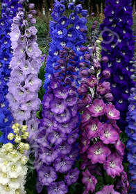 Delphinium elatum 'Guardian Mixed'