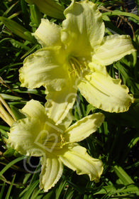 Hemerocallis 'Crazy Lace'