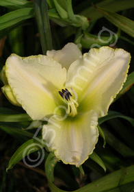 Hemerocallis 'Snowy Apparition'