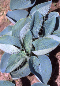 Hosta 'Abiqua Drinking Gourd'