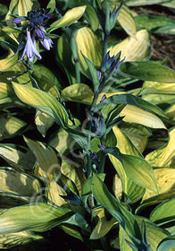 Hosta 'Gold Standard'