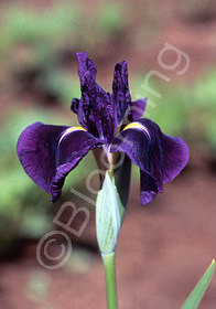 Iris ensata 'Jedo Jima'