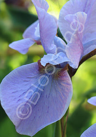 Iris sibirica 'Aqua Whispers'