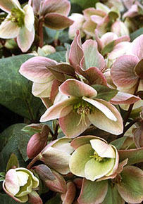 Helleborus  Ivory Prince' ('Walhelivor')