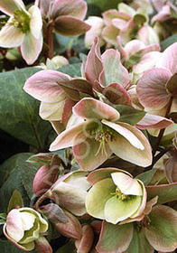 Helleborus 'Ivory Prince'