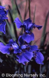 Iris sibirica 'Dreaming Spires'
