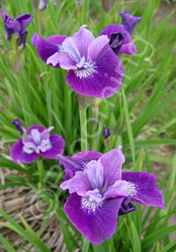 Iris sibirica 'Lady Vanessa'