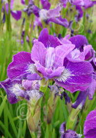 Iris sibirica 'Windwood Serenade'