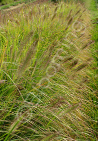 Pennisetum alopecuroides 'Cassian'                