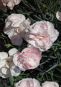 Dianthus Devon Cottage 'Blushing Maiden' ('Valda Judith')