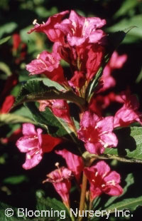 Weigela florida 'Bristol Ruby'                    