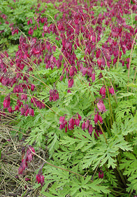 Dicentra formosa 'Bacchanal'