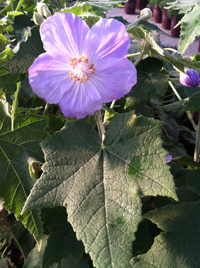 Abutilon x suntense 'Violetta'