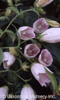 Campanula takesimana                    