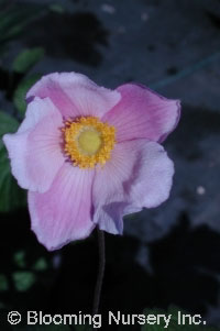 Anemone x hybrida 'Richard Ahrens'                