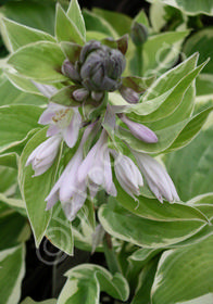 Hosta 'Shade Fanfare'