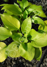 Hosta  'Sum & Substance'