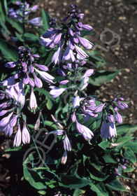 Hosta 'Pearl Lake'