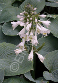 Hosta fortunei 'Aoki'