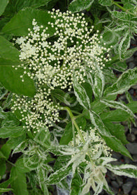 Sambucus nigra 'Variegata'