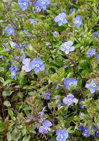 Veronica peduncularis 'Georgia Blue'