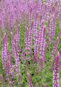 Salvia nemorosa 'Amethyst'