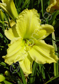 Hemerocallis 'Green Lawn'