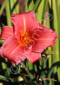 Hemerocallis 'Joyful Elf'