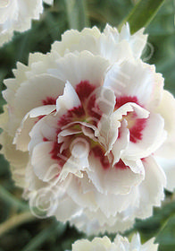 Dianthus Devon Cottage 'Fancy Knickers' 