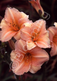 Hemerocallis 'Peach Fairy'                        