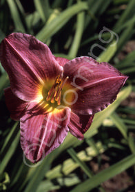 Hemerocallis 'Plum Beauty'