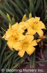 Hemerocallis 'Reblooming Gold'