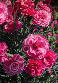 Dianthus Devon Cottage 'Rosy Cheeks' ('Valda Louise')