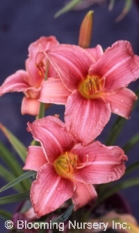 Hemerocallis 'Chicago Rosy'