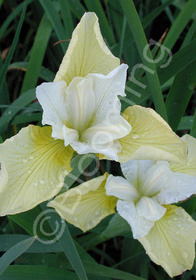 Iris sibirica 'Butter and Sugar'