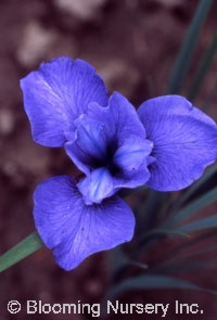 Iris sibirica 'Liberty Hills'