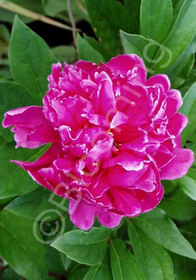 Paeonia lactiflora 'Felix Crousse'